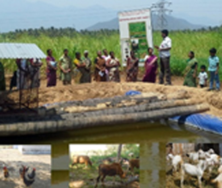 Daily Market Information DMI