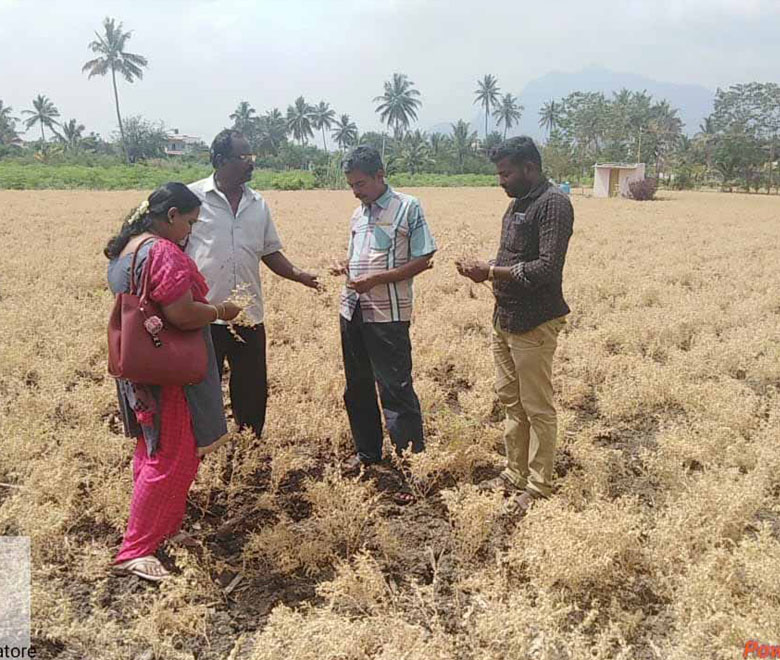 Daily News Pape Farm Information